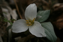 Trillium nivale