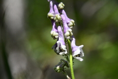 Aconitum alboviolaceum
