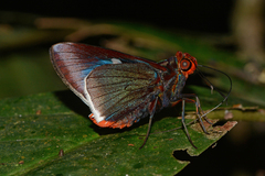 Thracides cleanthes