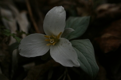 Trillium nivale