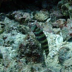 Amblyeleotris wheeleri