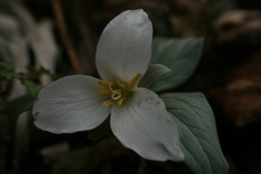 Trillium nivale