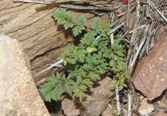 Myriopteris wrightii