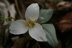 Trillium nivale