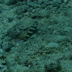 Amblyeleotris wheeleri