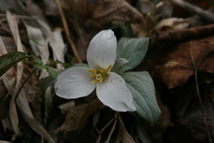 Trillium nivale
