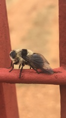 Cephenemyia