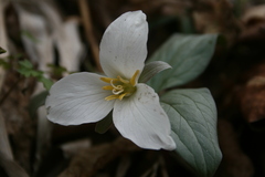 Trillium nivale