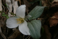 Trillium nivale