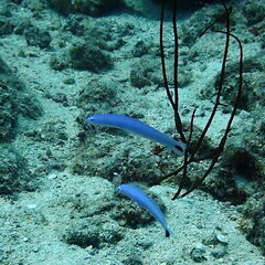 Ptereleotris heteroptera