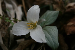 Trillium nivale