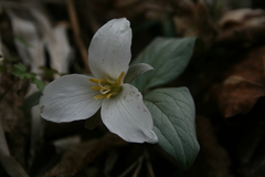 Trillium nivale