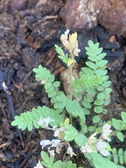 Polemonium pulcherrimum delicatum