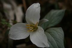 Trillium nivale