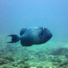 Pseudobalistes fuscus