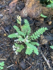 Polemonium pulcherrimum delicatum