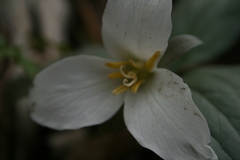 Trillium nivale