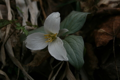 Trillium nivale