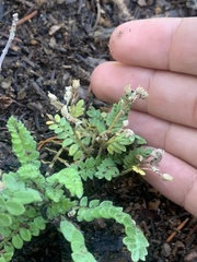 Polemonium pulcherrimum delicatum