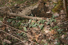 Trillium nivale