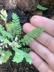 Polemonium pulcherrimum delicatum