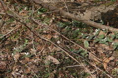 Trillium nivale