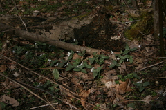Trillium nivale