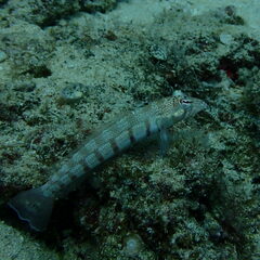 Parapercis multiplicata