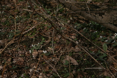 Trillium nivale