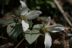 Trillium nivale