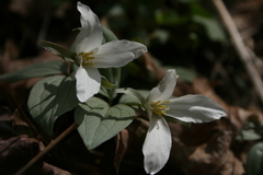 Trillium nivale