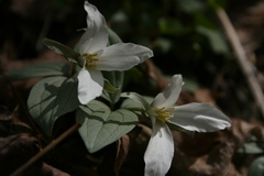Trillium nivale