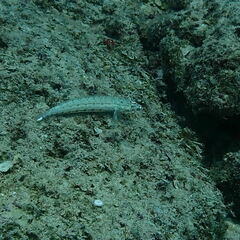Parapercis clathrata