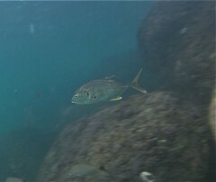Caranx caninus