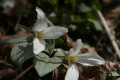 Trillium nivale