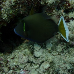 Sufflamen chrysopterum
