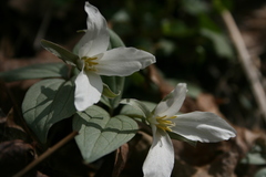 Trillium nivale