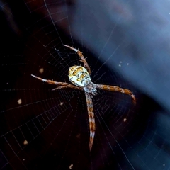 Argiope appensa