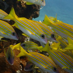 Lutjanus kasmira