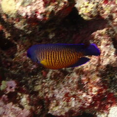 Centropyge bispinosa