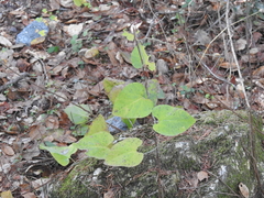 Aristolochia californica