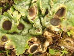 Solorina saccata