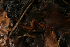 Scolopocryptops