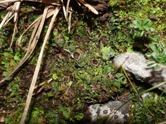 Solorina saccata