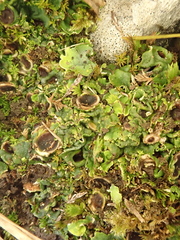 Solorina saccata
