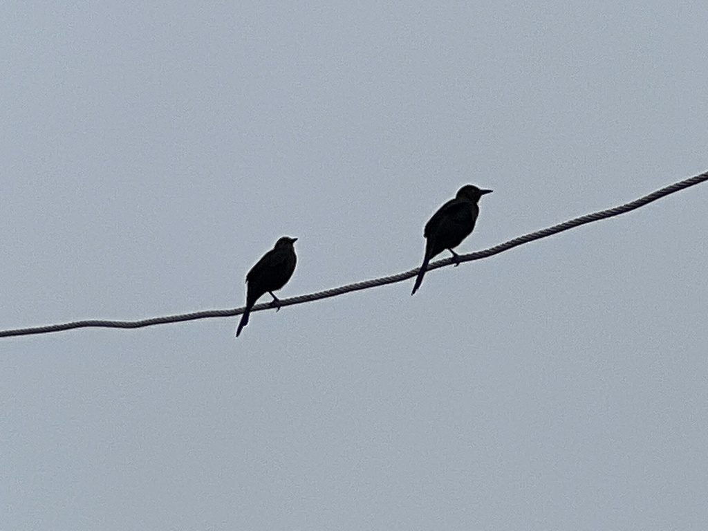 Perching Birds from Portland, TX, US on December 02, 2022 at 1222 PM by CK Kelly · iNaturalist