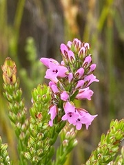 Erica pulchella