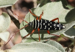 Placosternus erythropus