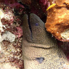 Gymnothorax javanicus