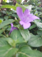 Barleria obtusa